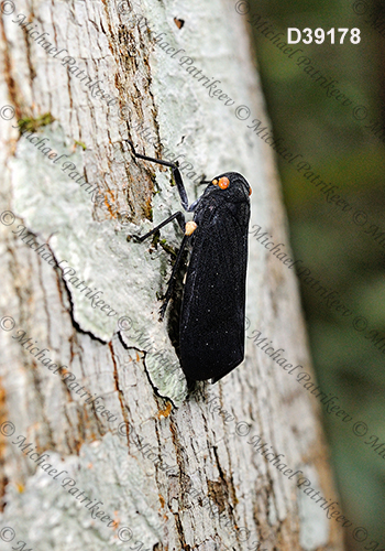 Acraephia perspicillata (Fulgoridae, Hemiptera)